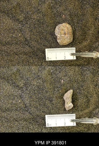 Scaphites whitfieldi
