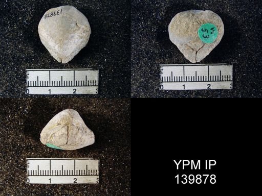 Spirigerella derbyi