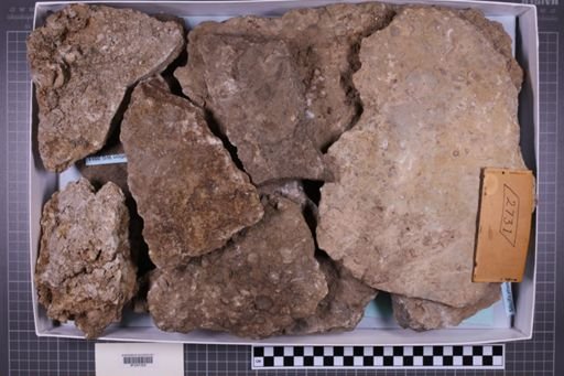mixed taxa, stratigraphic collection