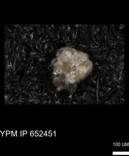 undet. Foraminiferida