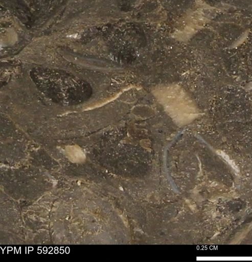 undet. Bivalvia