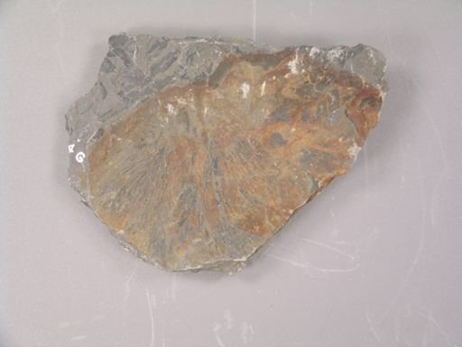 Casea membranacea