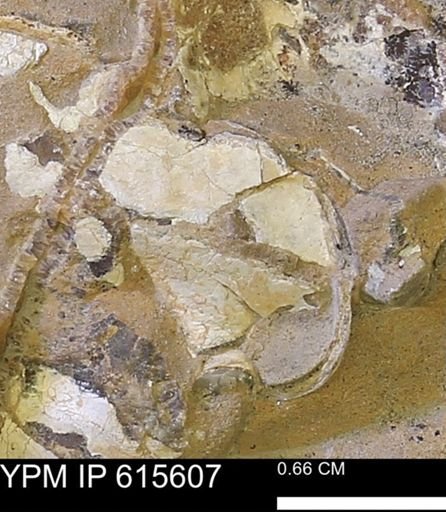 undet. Bivalvia