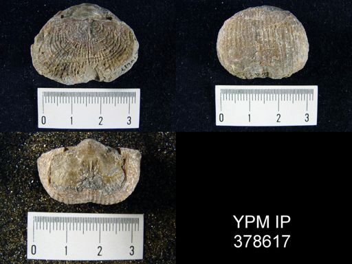 Productus magnicostatus