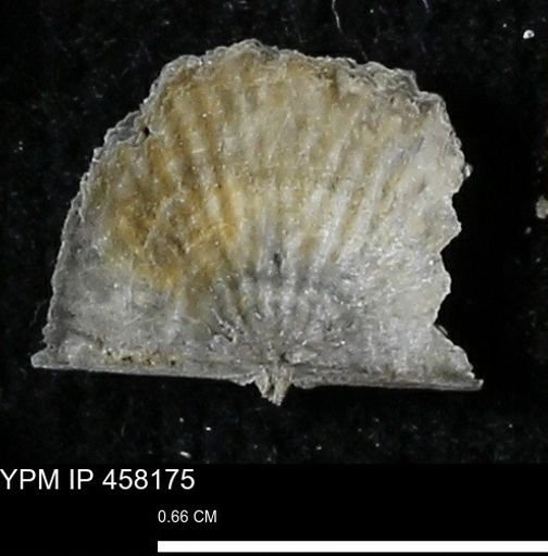 Chonetes mucronatus