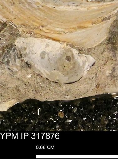 undet. Bivalvia