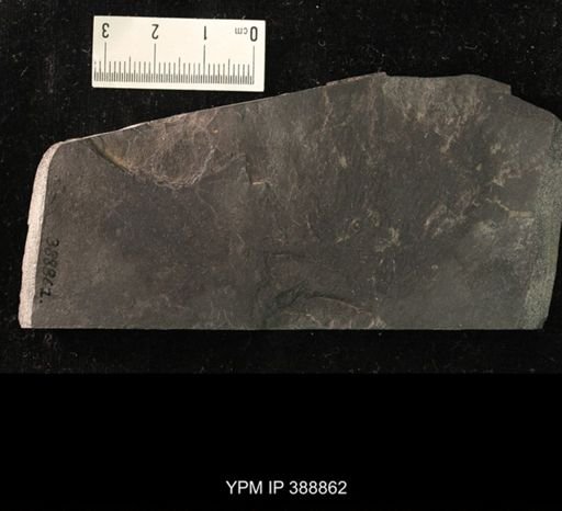 Limoniidae?