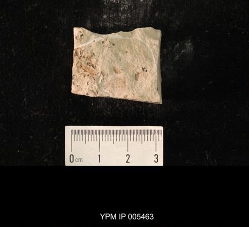 Protereisma latum