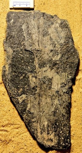 Lepidodendron sp.