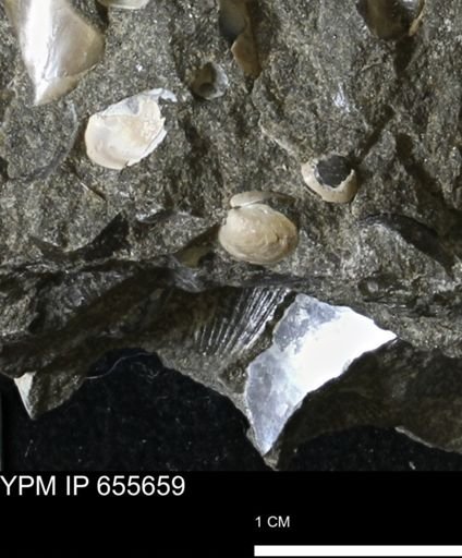 undet. Bivalvia