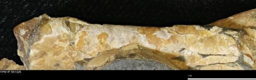 Baculites sp.