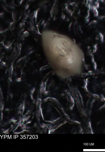 undet. Foraminiferida