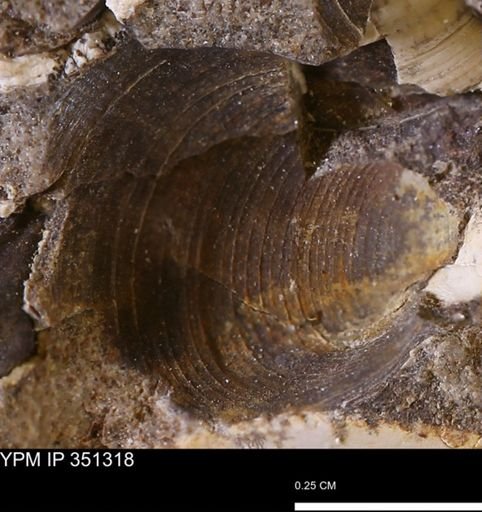 Limopsis striatopunctatus