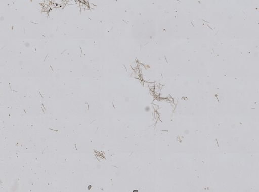 Oceanapia nodosa