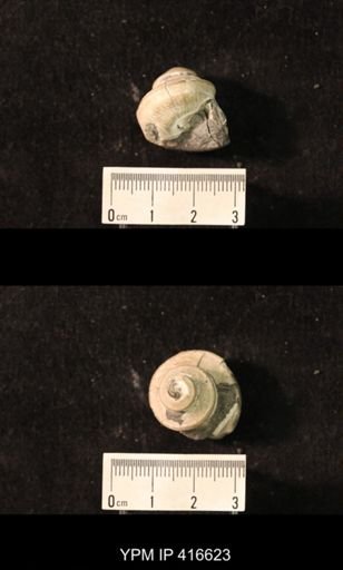 Worthenia tabulata