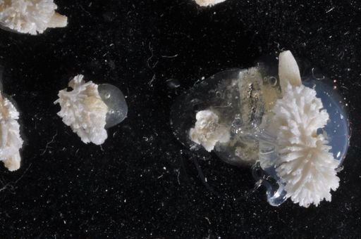 Microporina