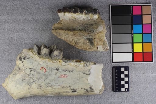 Brontotherium?