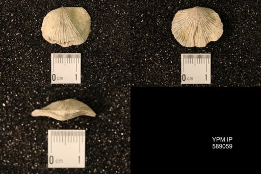 Dinorthis subquadrata