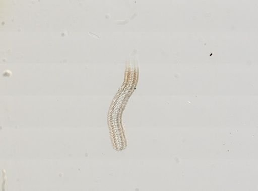 Amnicola limosus