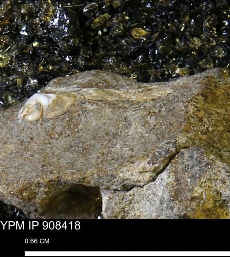 undet. Gastropoda