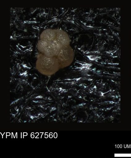 undet. Foraminiferida