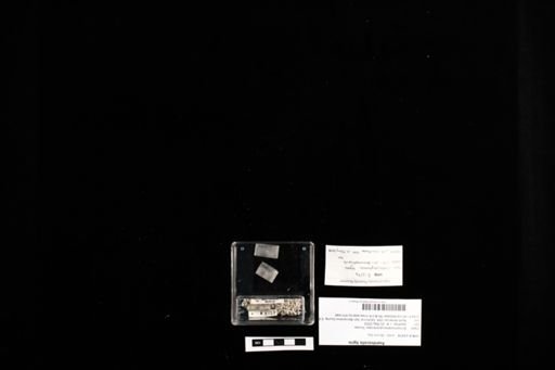 Aspidoscelis tigris