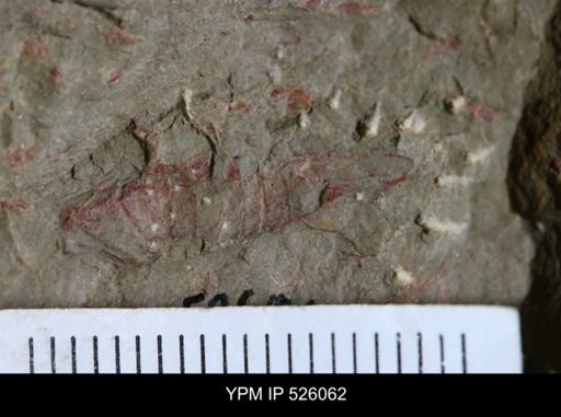 undet. Arthropoda