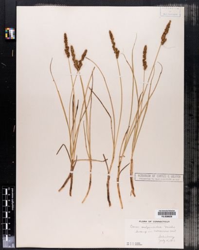 Carex vulpinoidea
