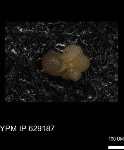 undet. Rugoglobigerinidae