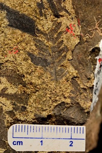Cladophlebis methowensis