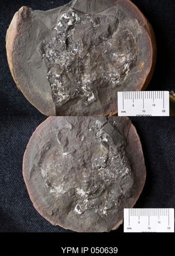 Euproops danae