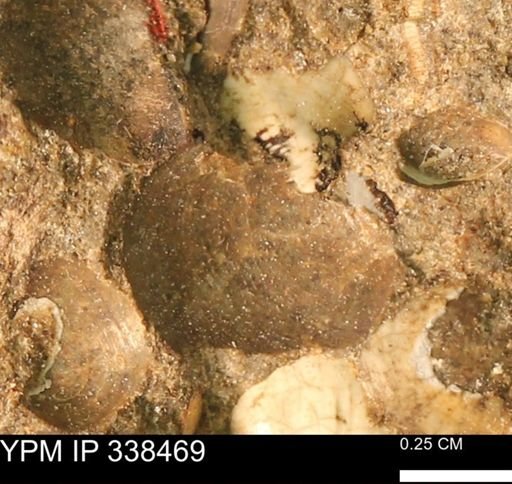 Protocardia subquadrata