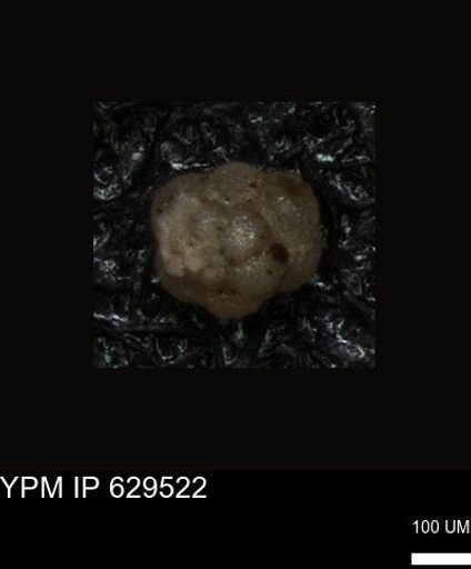 undet. Foraminiferida