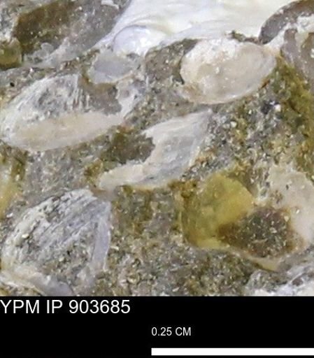 undet. Bivalvia