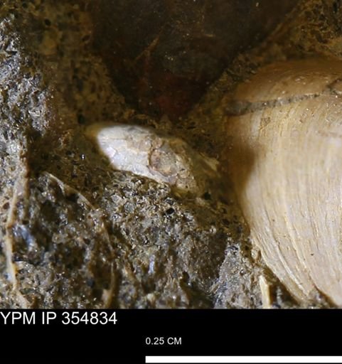 undet. Mollusca