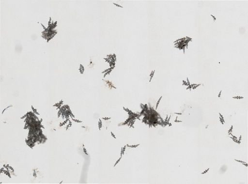 Antillogorgia cf. kallos