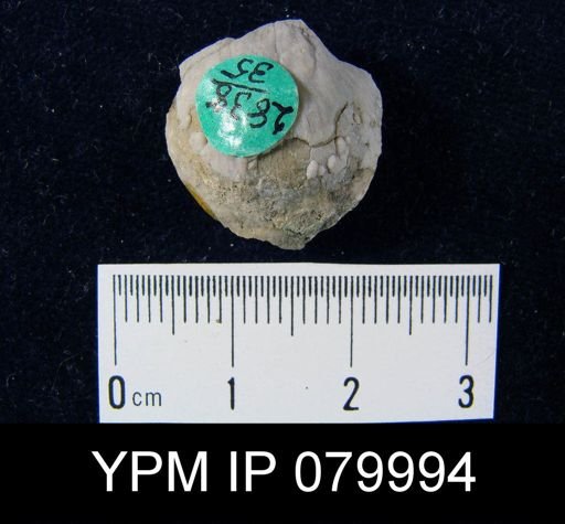 Stropheodonta equistriata