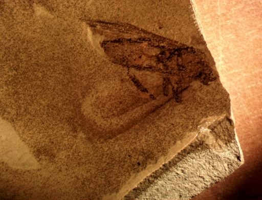 Lepidoptera?