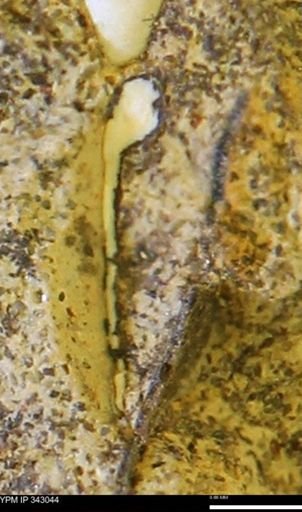 undet. Bivalvia