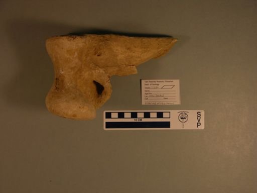 Dinornis sp.