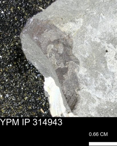 undet. Scaphitidae
