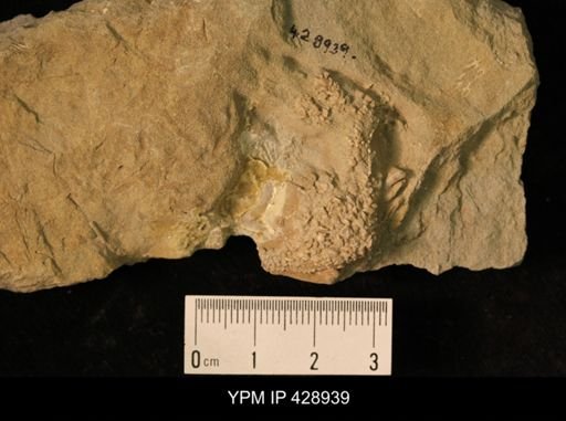 undet. Asteroidea