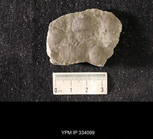 Rafinesquina squamula