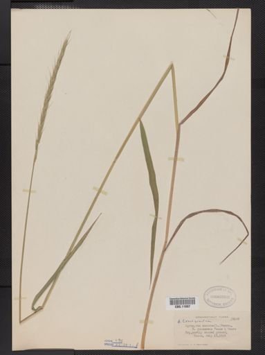 Elymus trachycaulus