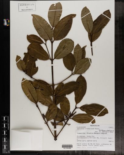 Plantae
