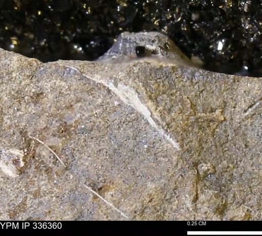 undet. Mollusca