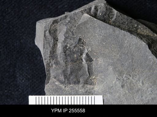 Eurypterida