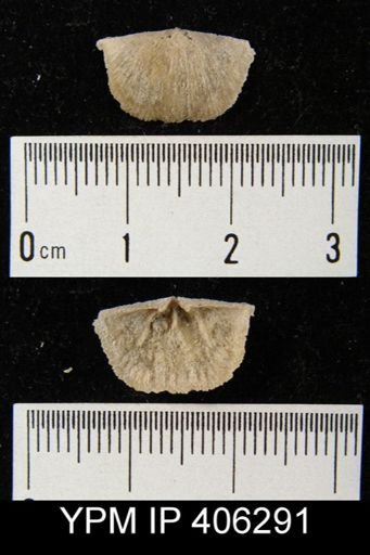 Sowerbyella sp.