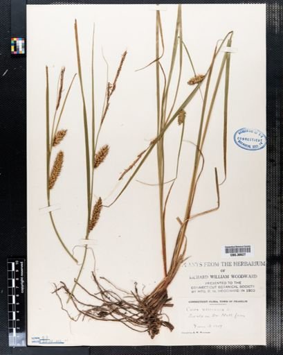 Carex vesicaria