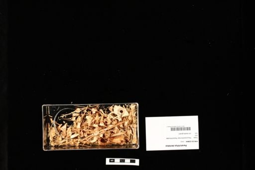 Paralichthys dentatus